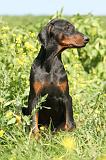 DOBERMANN 930